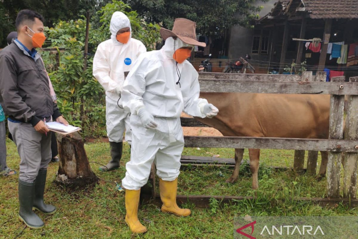 FAO dan Australia bantu Indonesia tangani PMK