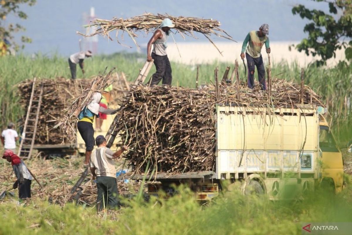 BUMN holding pangan ID FOOD revitalisasi pabrik gula, dongkrak produksi gula nasional