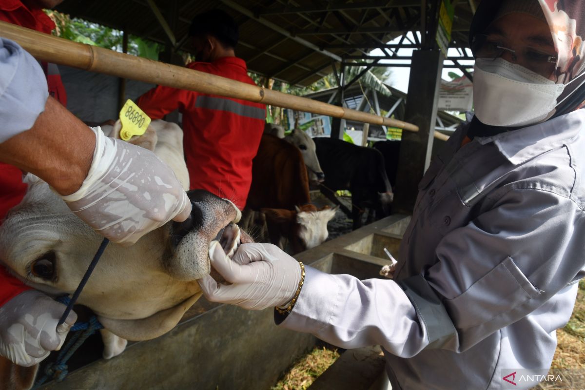 1,09 juta ekor sapi sudah terima vaksin PMK