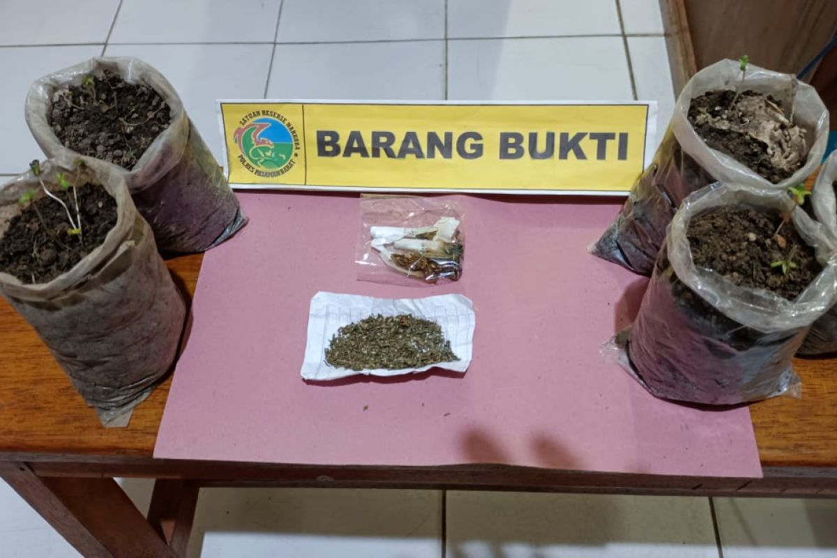 Tanam ganja di "polybag", pemuda ditangkap polisi