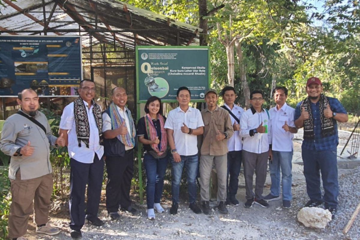 WIKA dukung pelestarian satwa langka kura-kura leher ular Rote di NTT