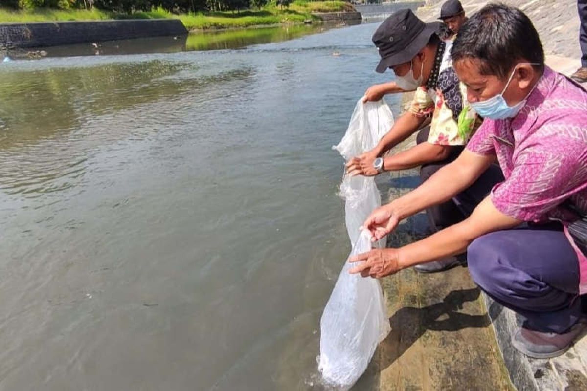 Kanal Banjir Barat Semarang dapat tambahan puluhan ribu benih ikan