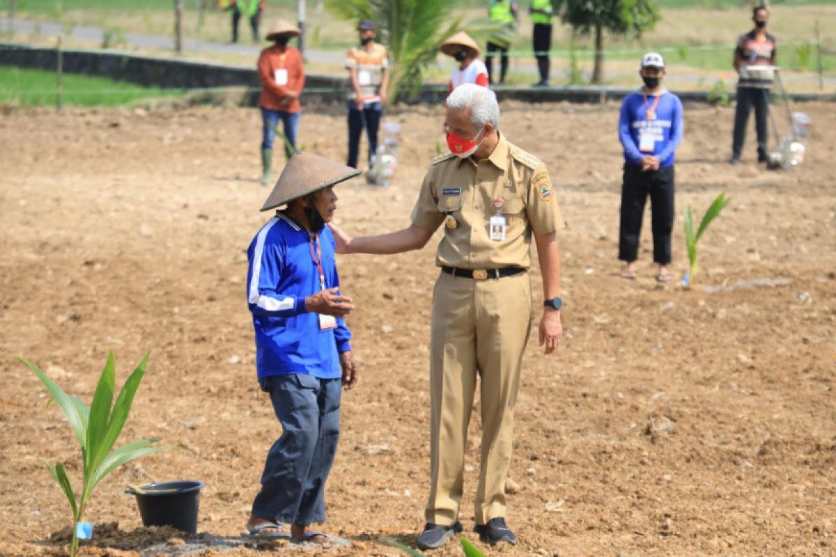 Ganjar: Penanaman kelapa genjah untuk ketahanan pangan