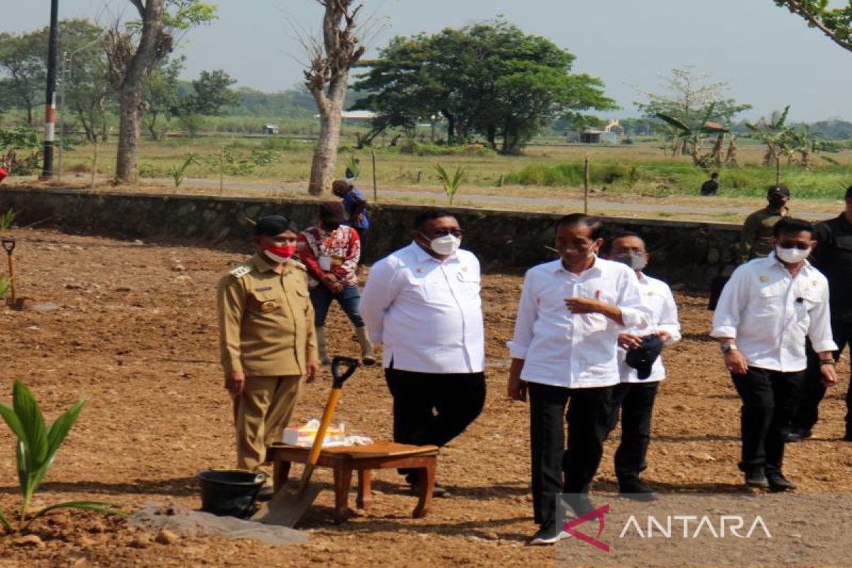 Bupati Boyolali harapkan tanaman kelapa genjah dukung agrowisata