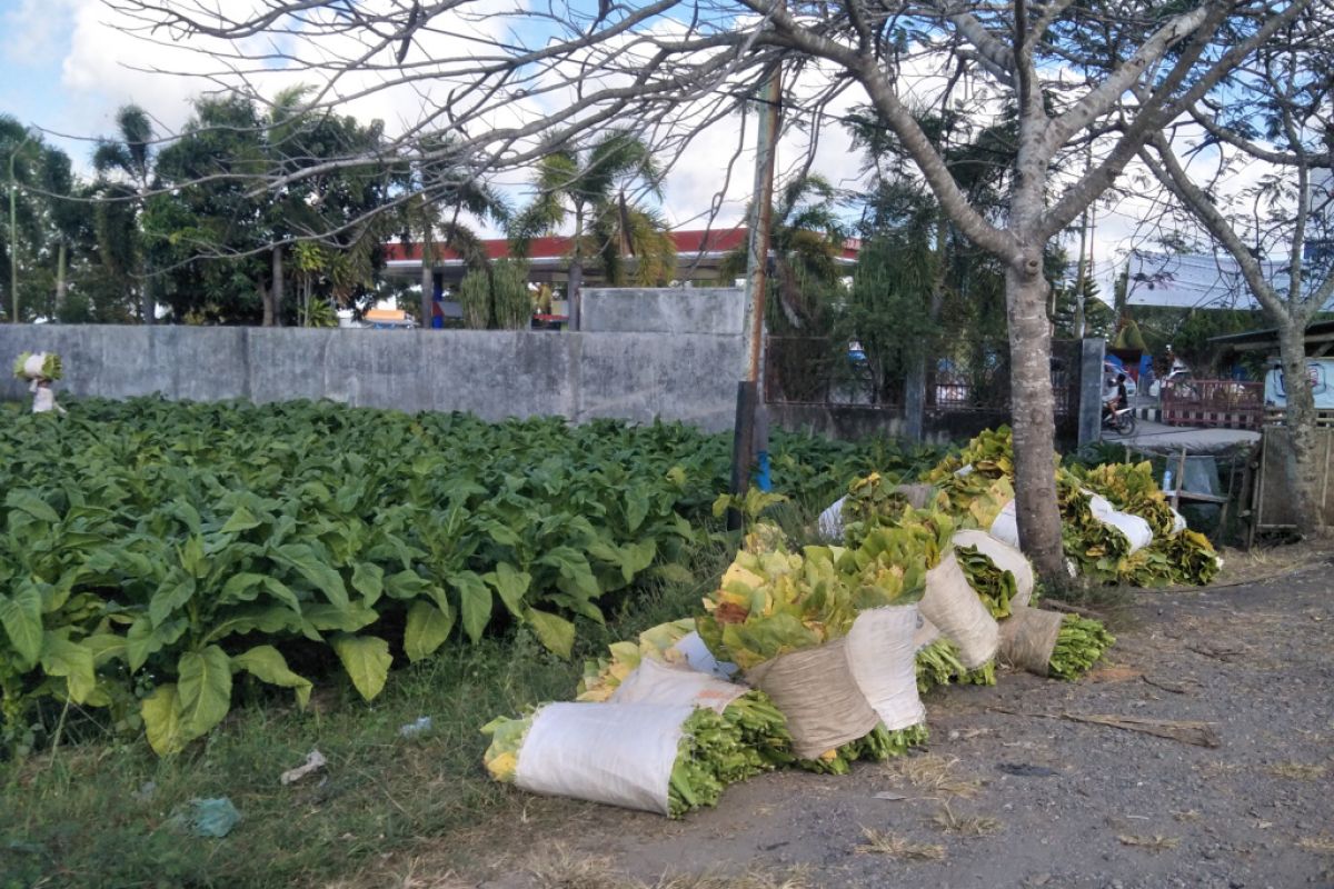 Dinas Pertanian Lombok Tengah: harga tembakau stabil