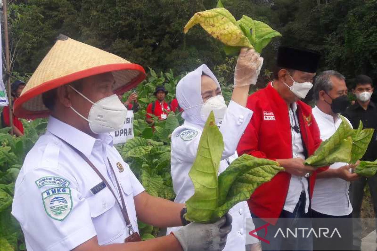 BMKG imbau petani tembakau perhatikan cuaca