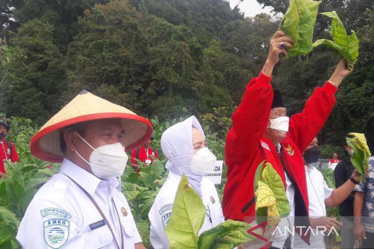 Perlunya solusi penggunaan pupuk setelah subsidi dicabut bagi petani tembakau