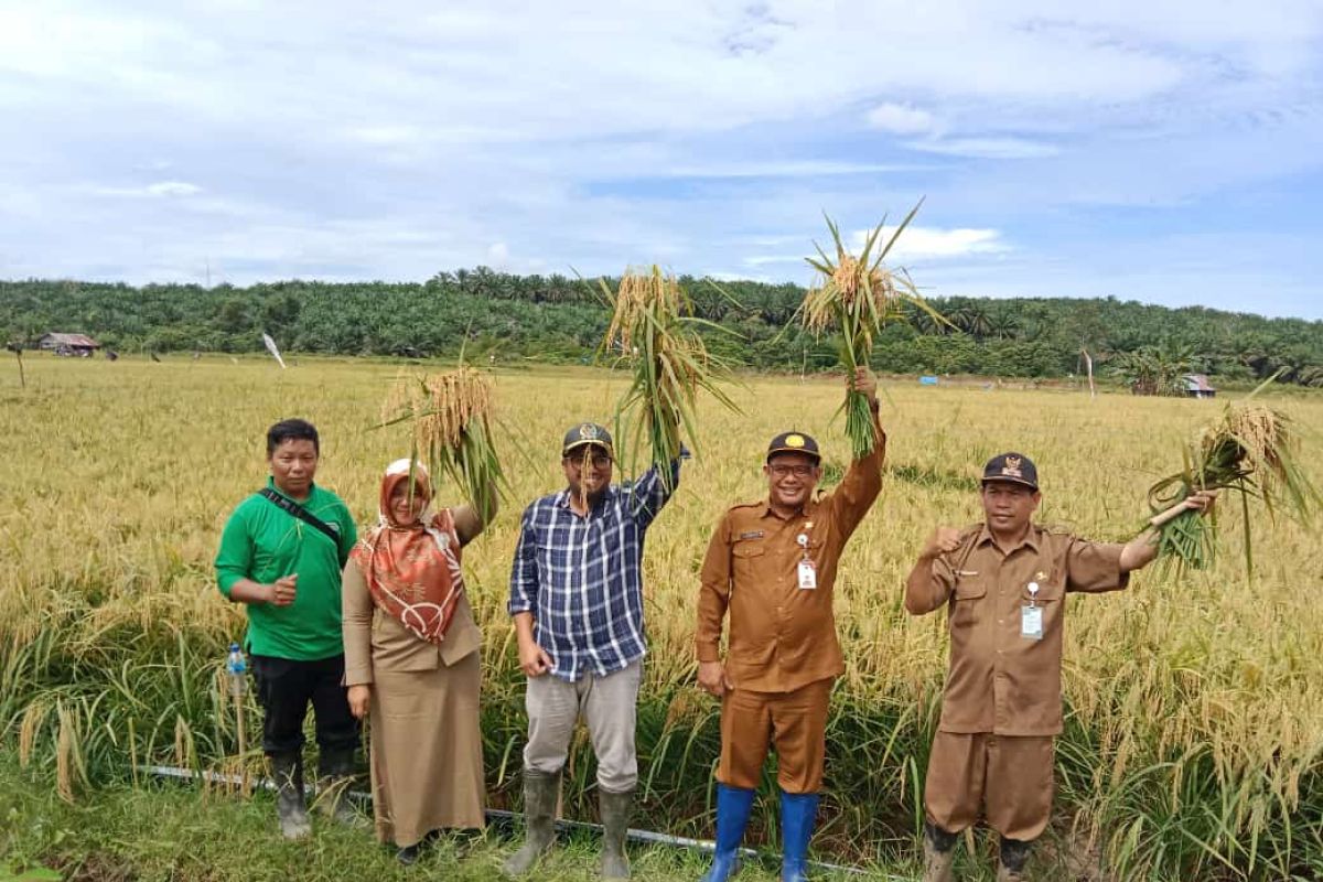 Opini - Melestarikan swasembada beras di Indonesia