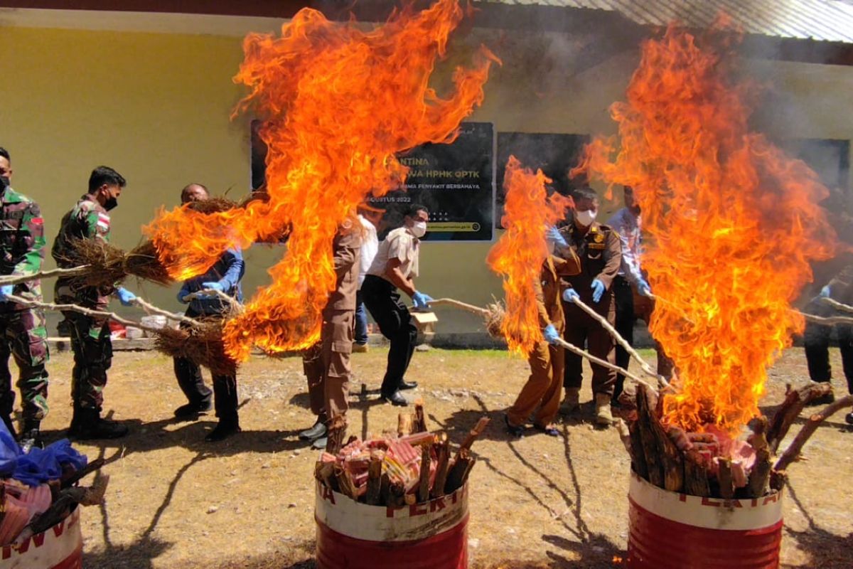 Karantina Kupang musnahkan ratusan kilogram daging dari Timor Leste