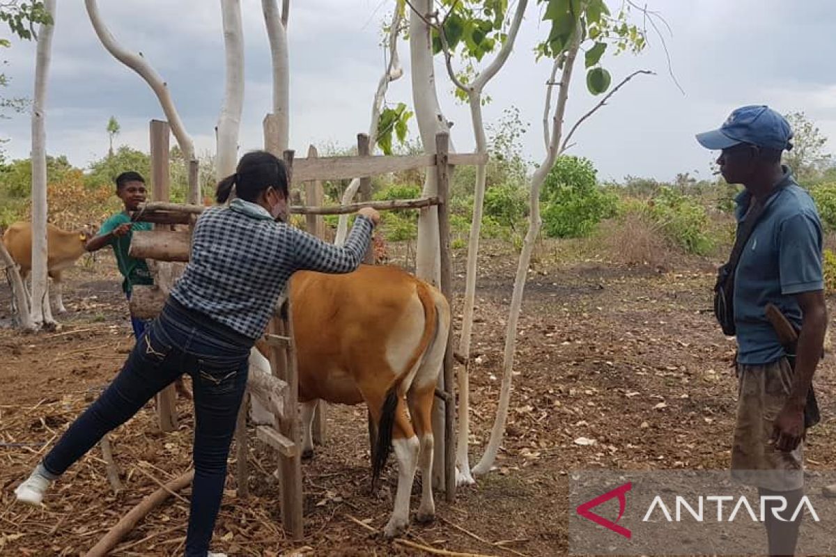 Pemda NTT siapkan 250 hektare kawasan peternakan di Besipae