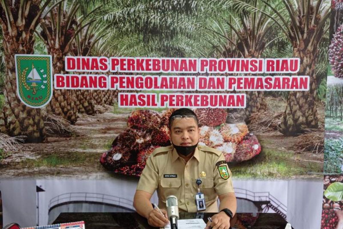 Dinas Perkebunan Riau sebut Harga sawit di Riau naik jadi Rp2.433,66/kg