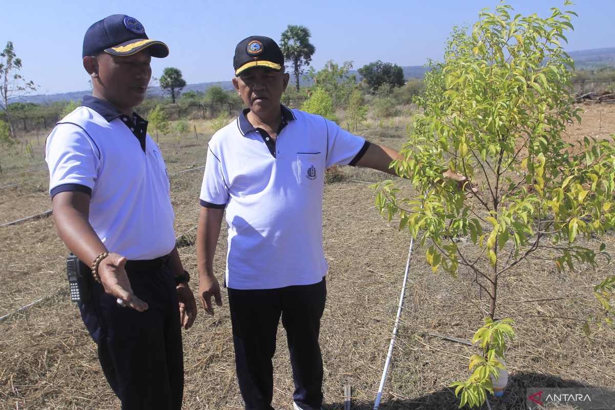 Lanudal Kupang ubah lahan berbatu karang menjadi area budidaya cendana