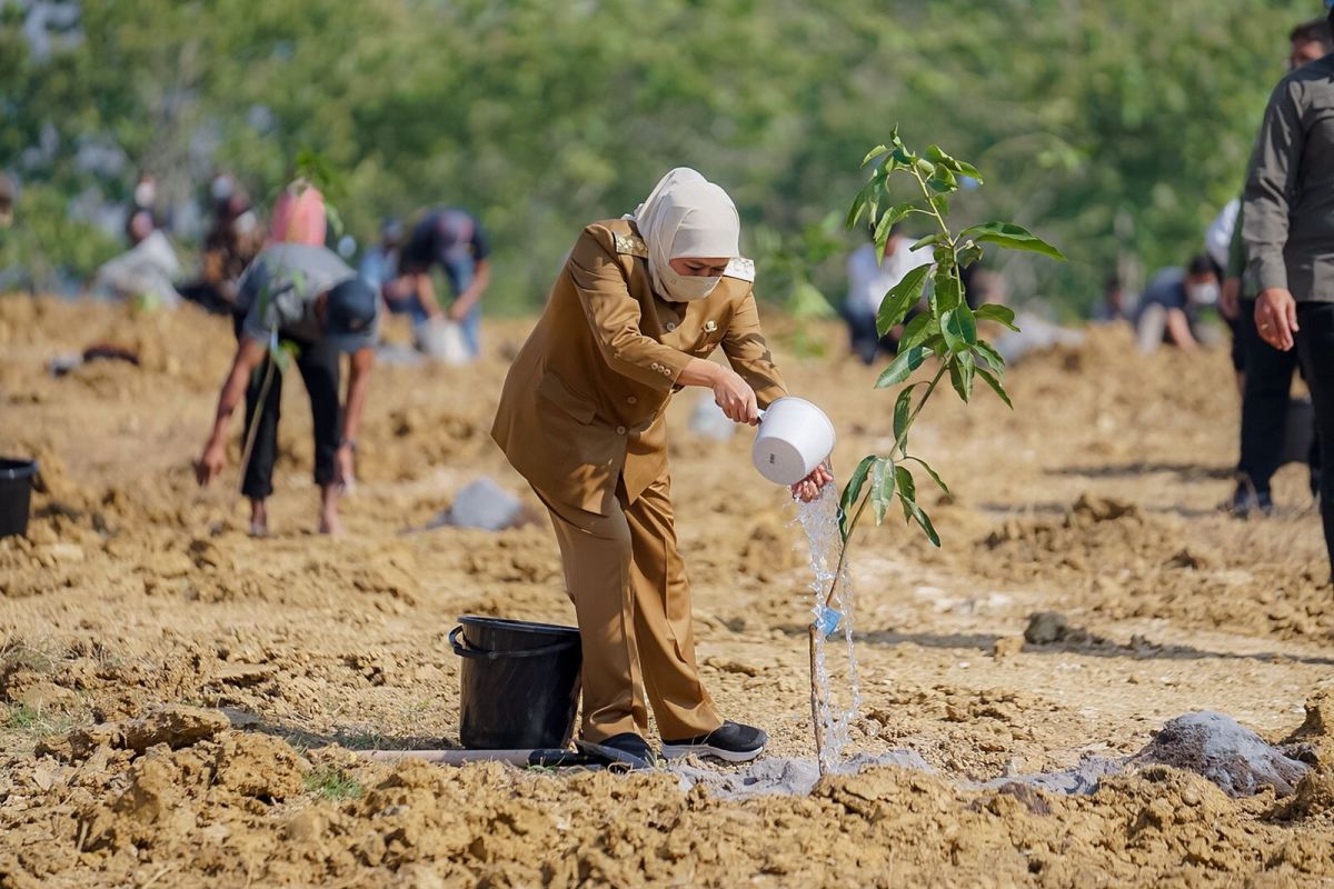 "Food Estate" Mangga di Gresik perkuat ketahanan pangan