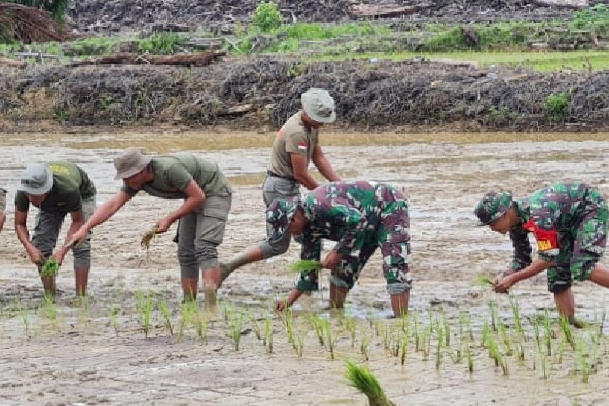 Kodim 1715 Yahukimo kerahkan babinsa dampingi petani Distrik Dekai