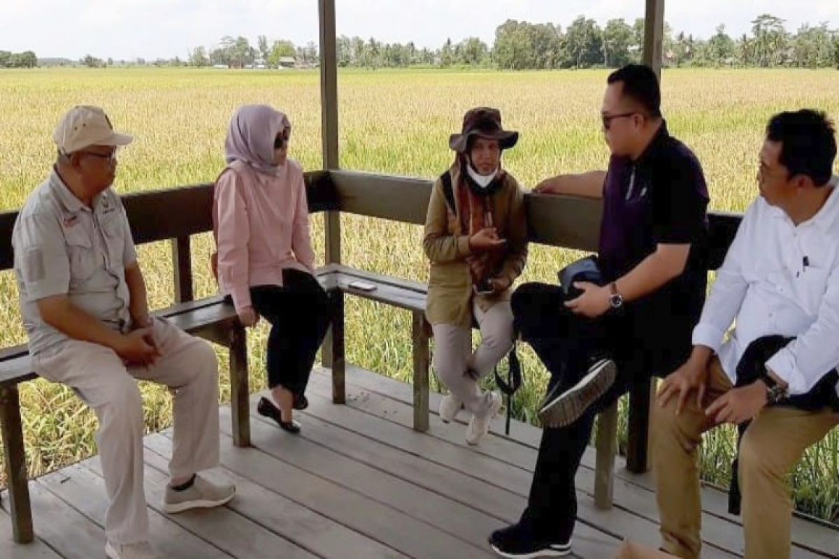 Varietas padi IPB potensial dikembangkan di kawasan food estate