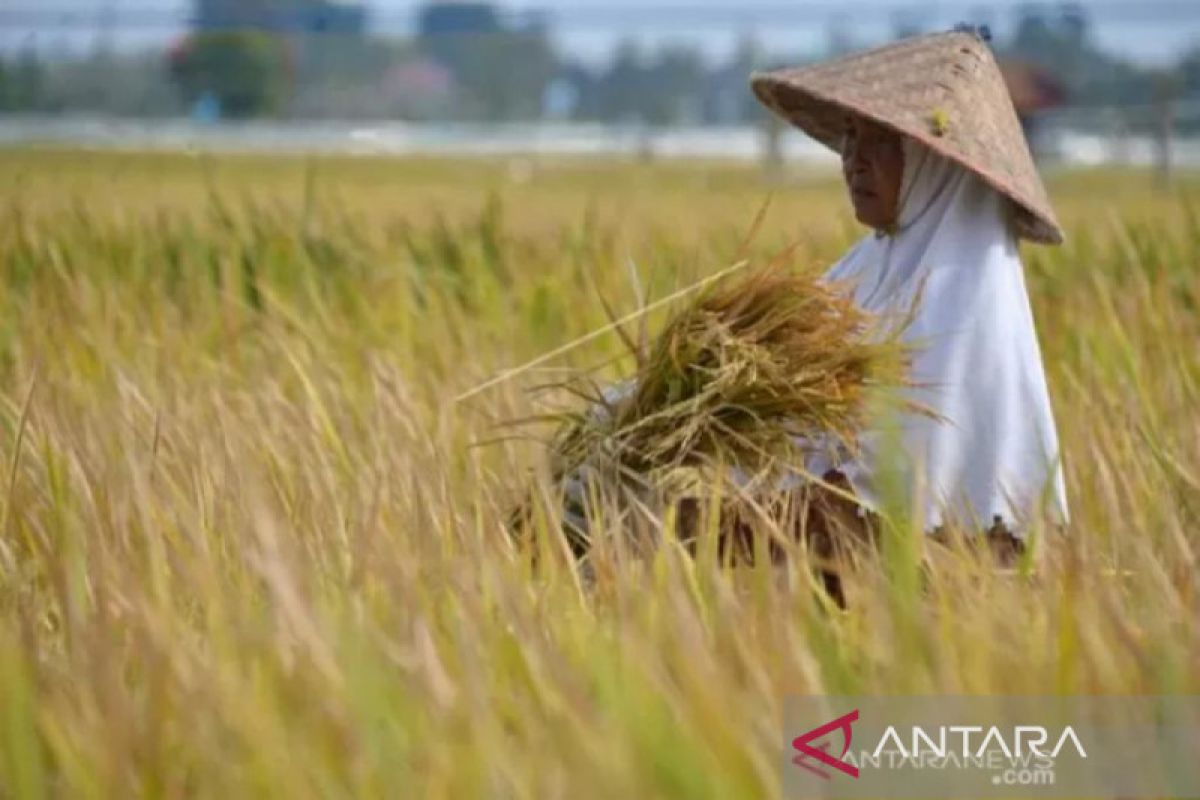 KTNA yakini produksi padi meningkat pertahankan penghargaan IRRI