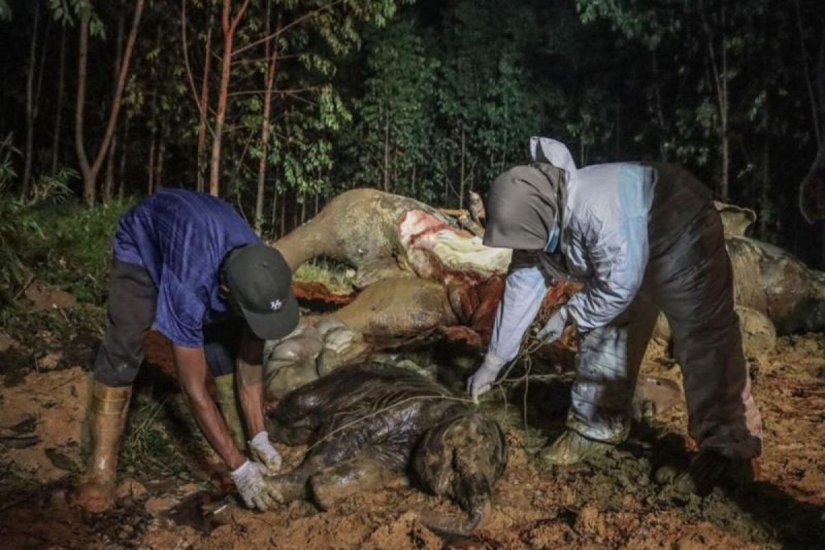 Gajah bunting tewas di Bengkalis karena diracun