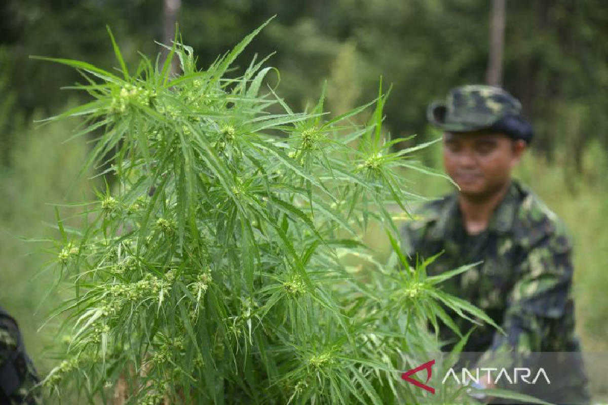 Aceh wacanakan qanun legalisasi ganja untuk medis