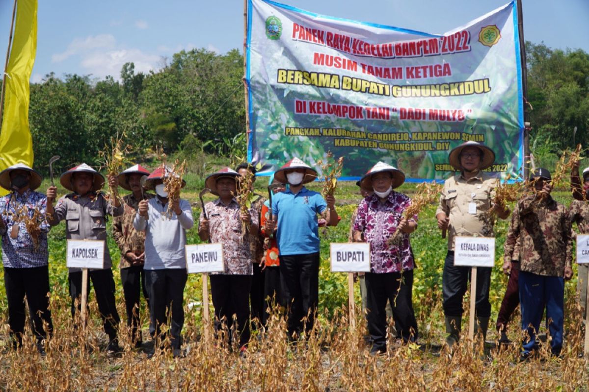 Panen raya kedelai seluas 95 hektare di Gunungkidul, petani raup untung