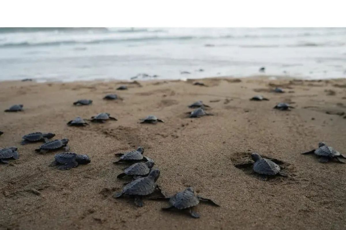 Ratusan tukik dilepasliarkan di Pantai Trenggalek Jatim