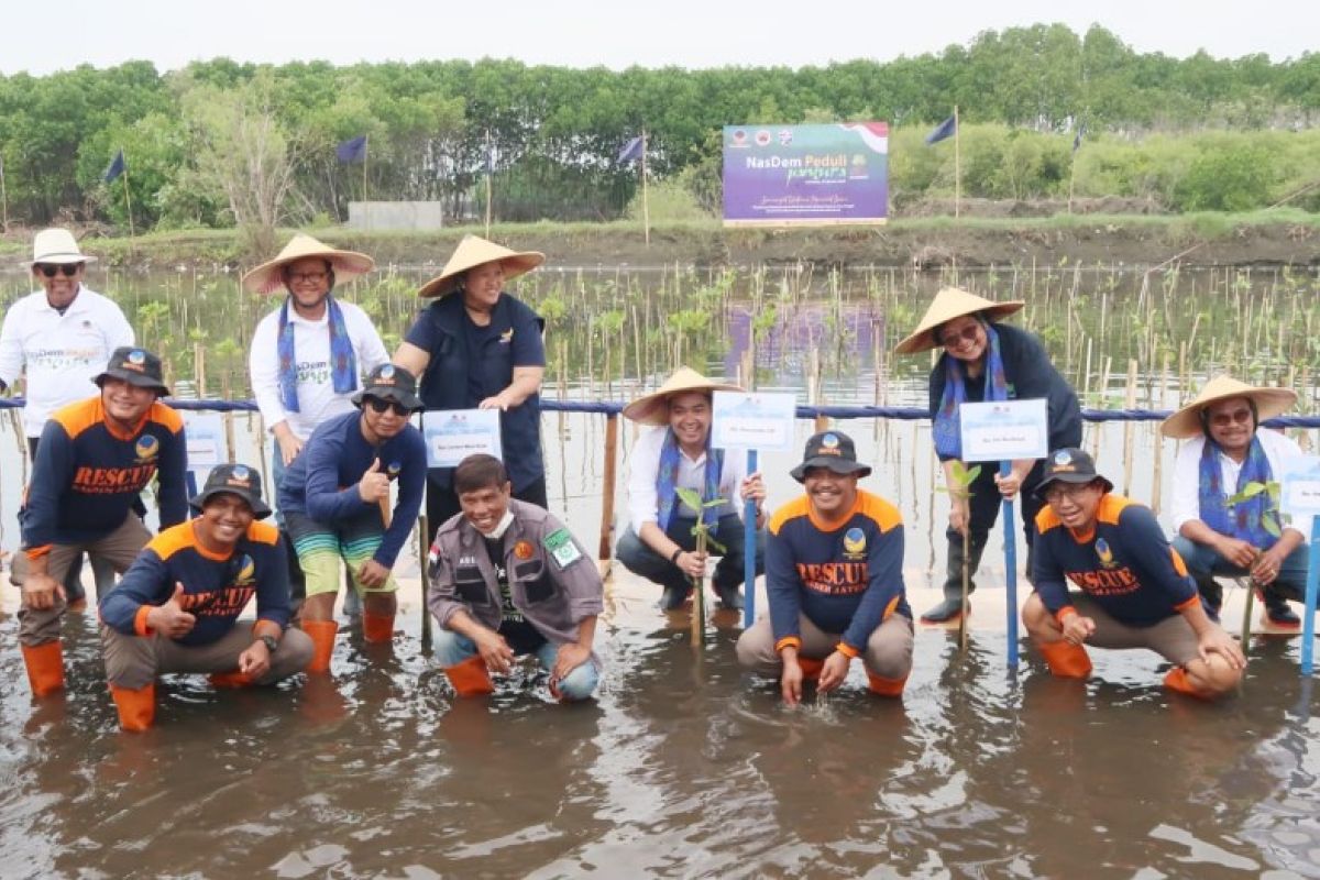 Pemuda NasDem tanam mangrove di sembilan titik di Jateng