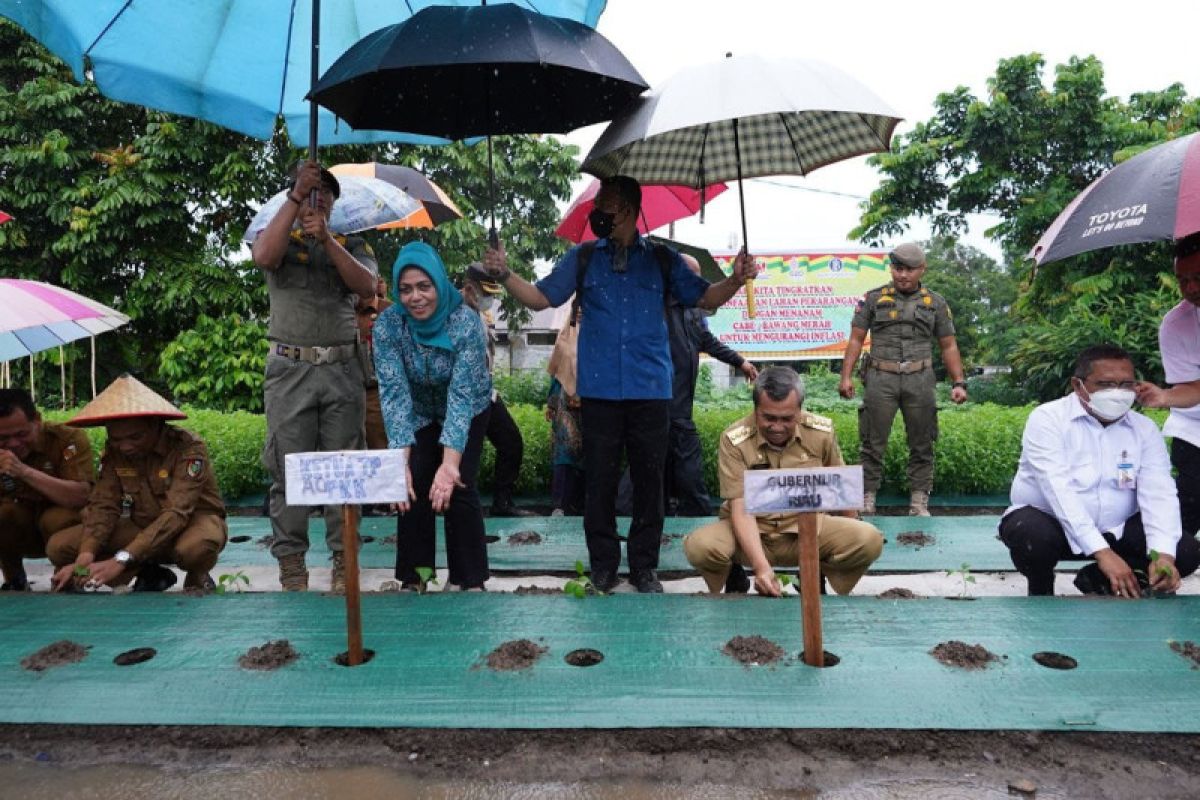 Bersama PKK dan TNI/Polri Gubri canangkan Gerakan Tanam Cabai di Perkarangan