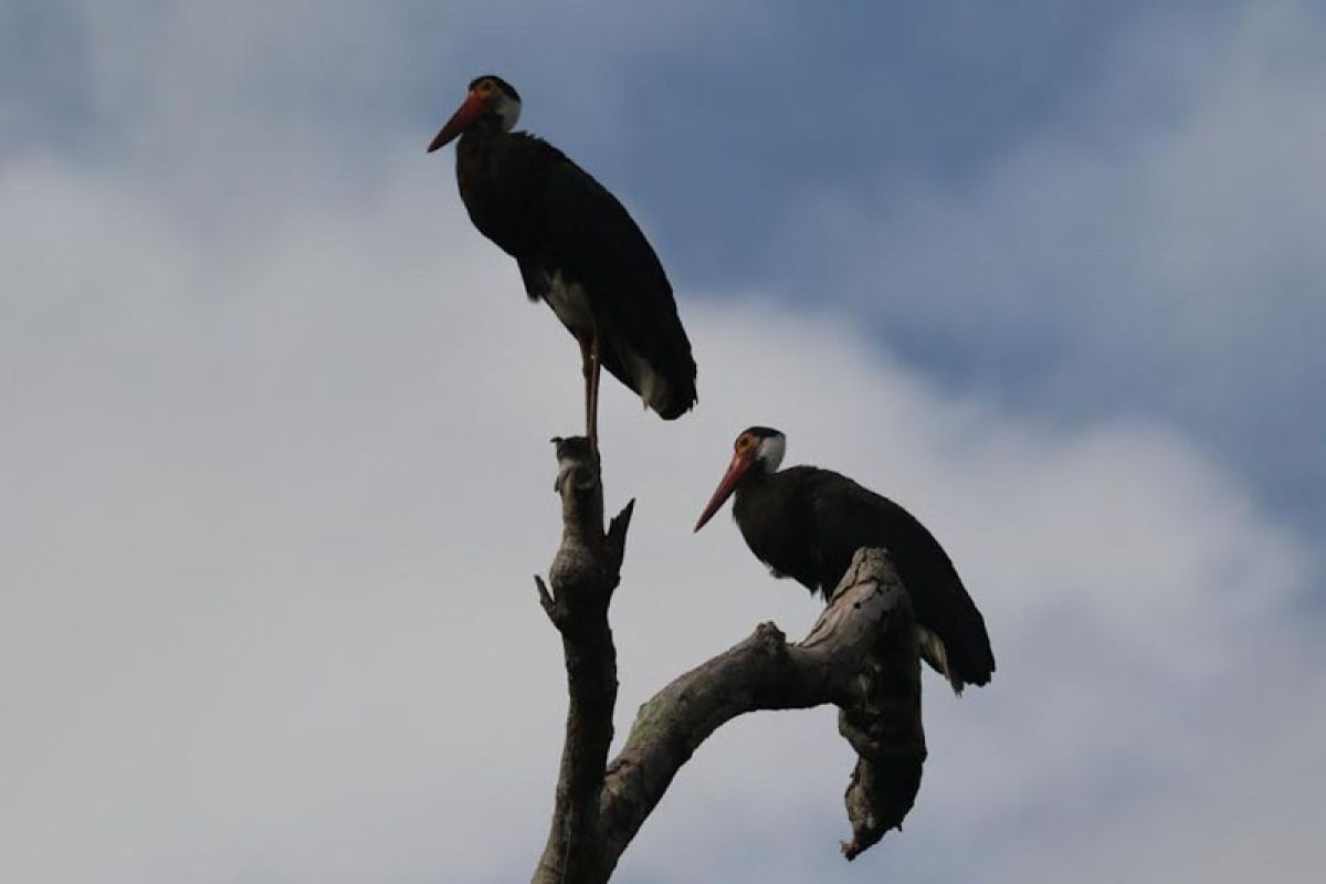 TN Tanjung Puting jadi habitat burung terlangka di dunia