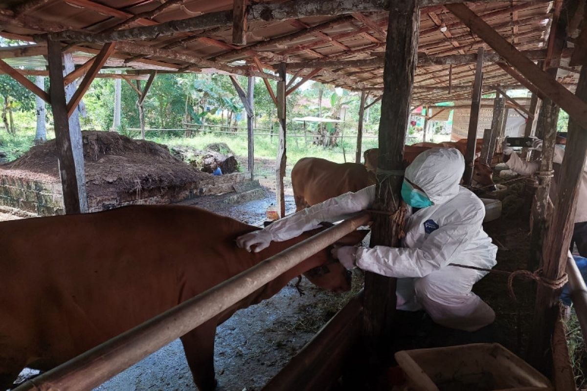 Setiap hari 100 ekor sapi di Kobar divaksinasi cegah PMK