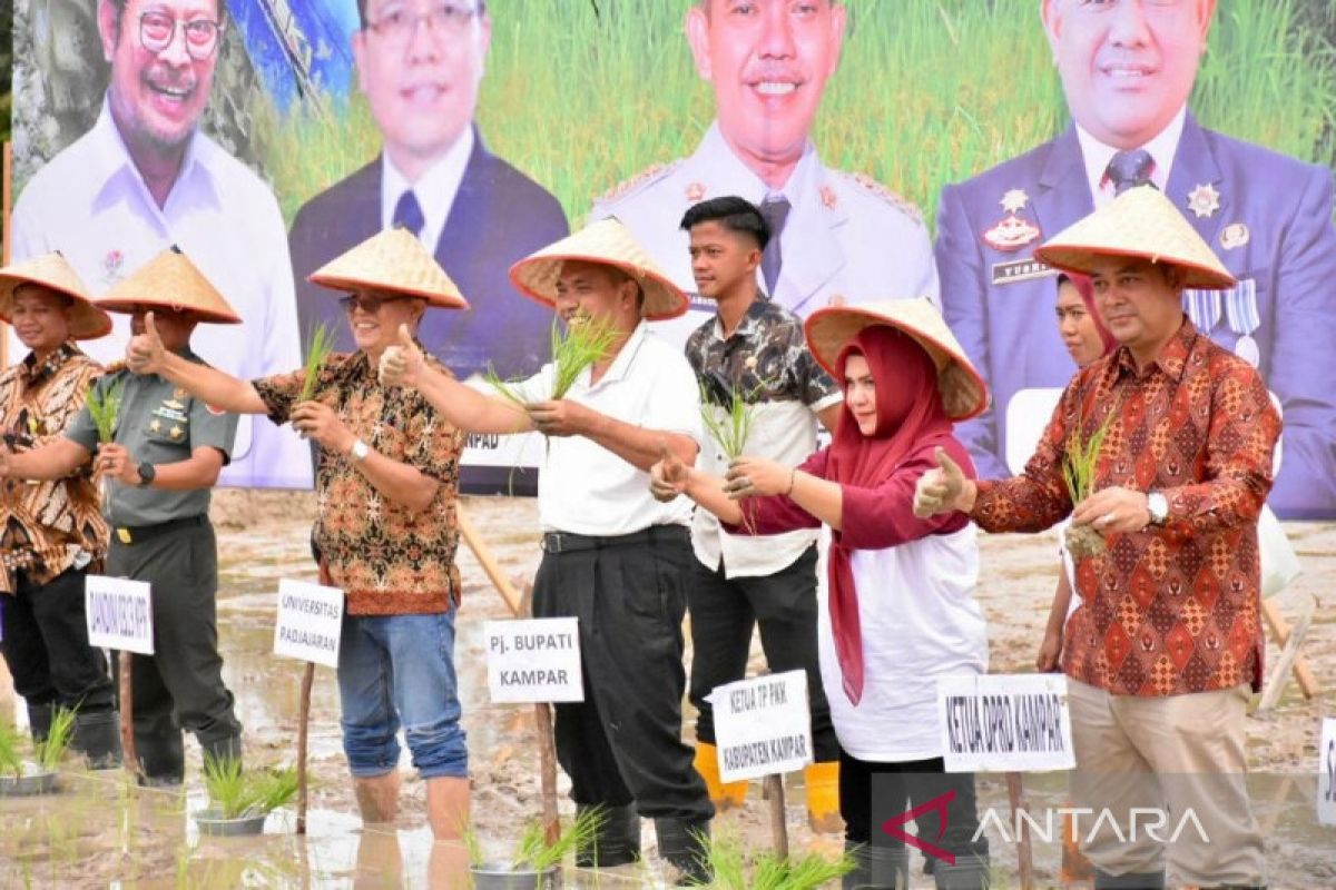 Kampar resmi miliki beras merek Ulu Kasok