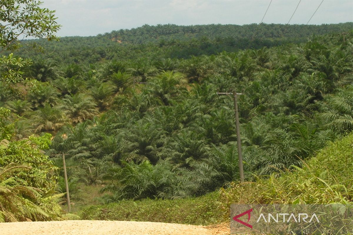 KLHK identifikasi 3,4 juta hektare sawit masuk area konservasi di Indonesia