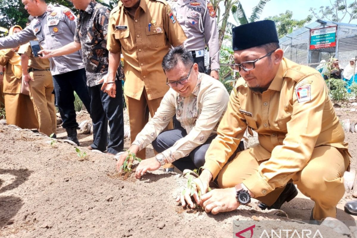 Padang tanam 15 ribu bibit cabai di pekarangan warga atasi inflasi