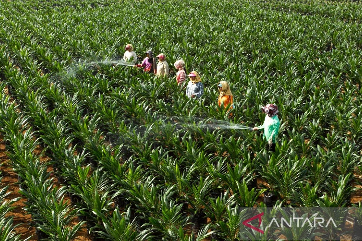 PTPN V lanjutkan Program Penyediaan Bibit Sawit Unggul untuk petani