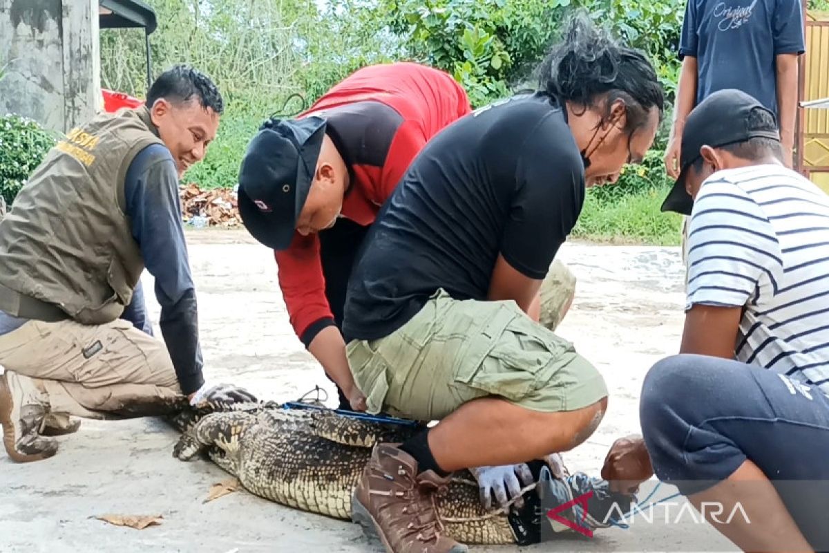 Dalam sepekan, dua ekor buaya peliharaan warga Sampit dievakuasi