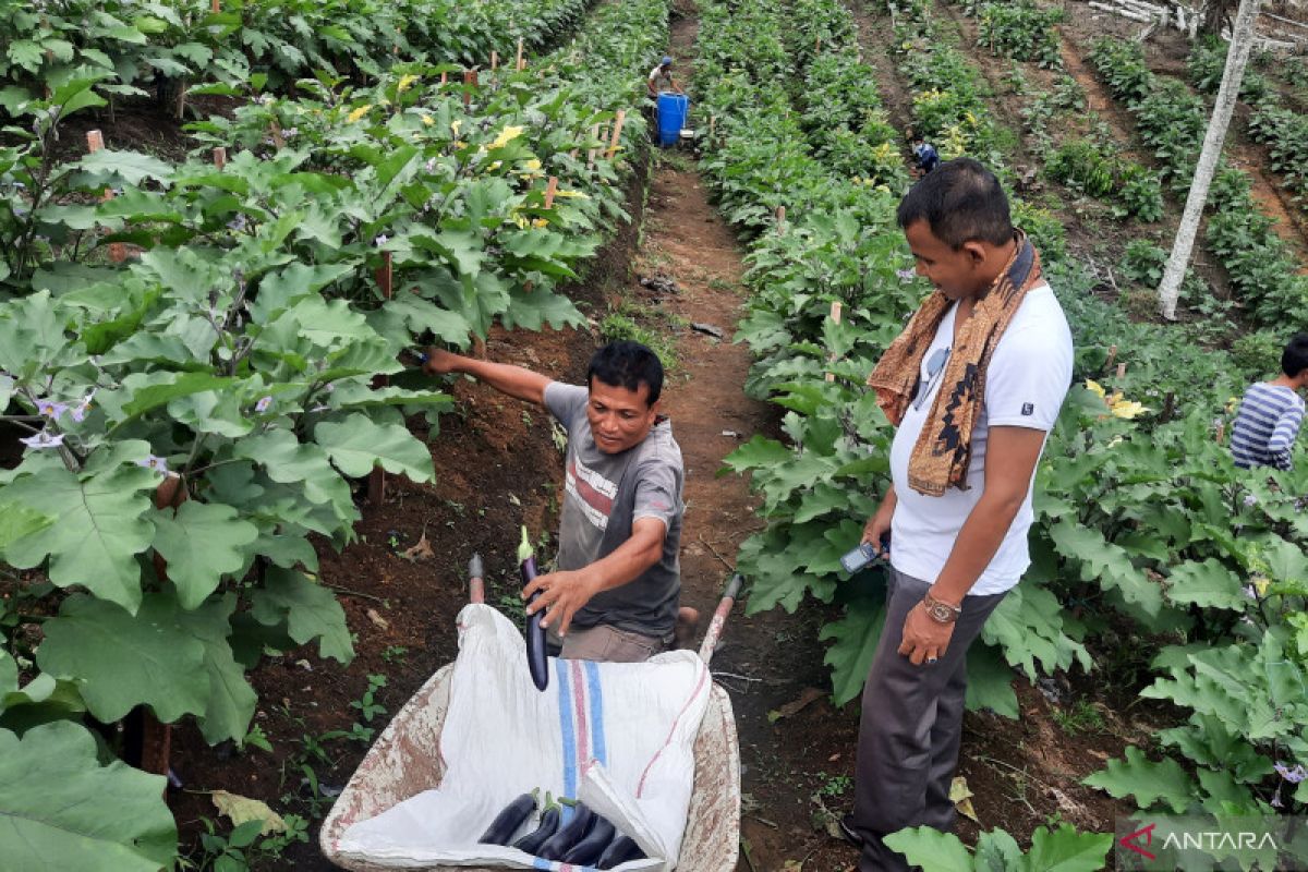 Banyak petani Padang Pariaman lirik tanam terong dalam setahun terakhir