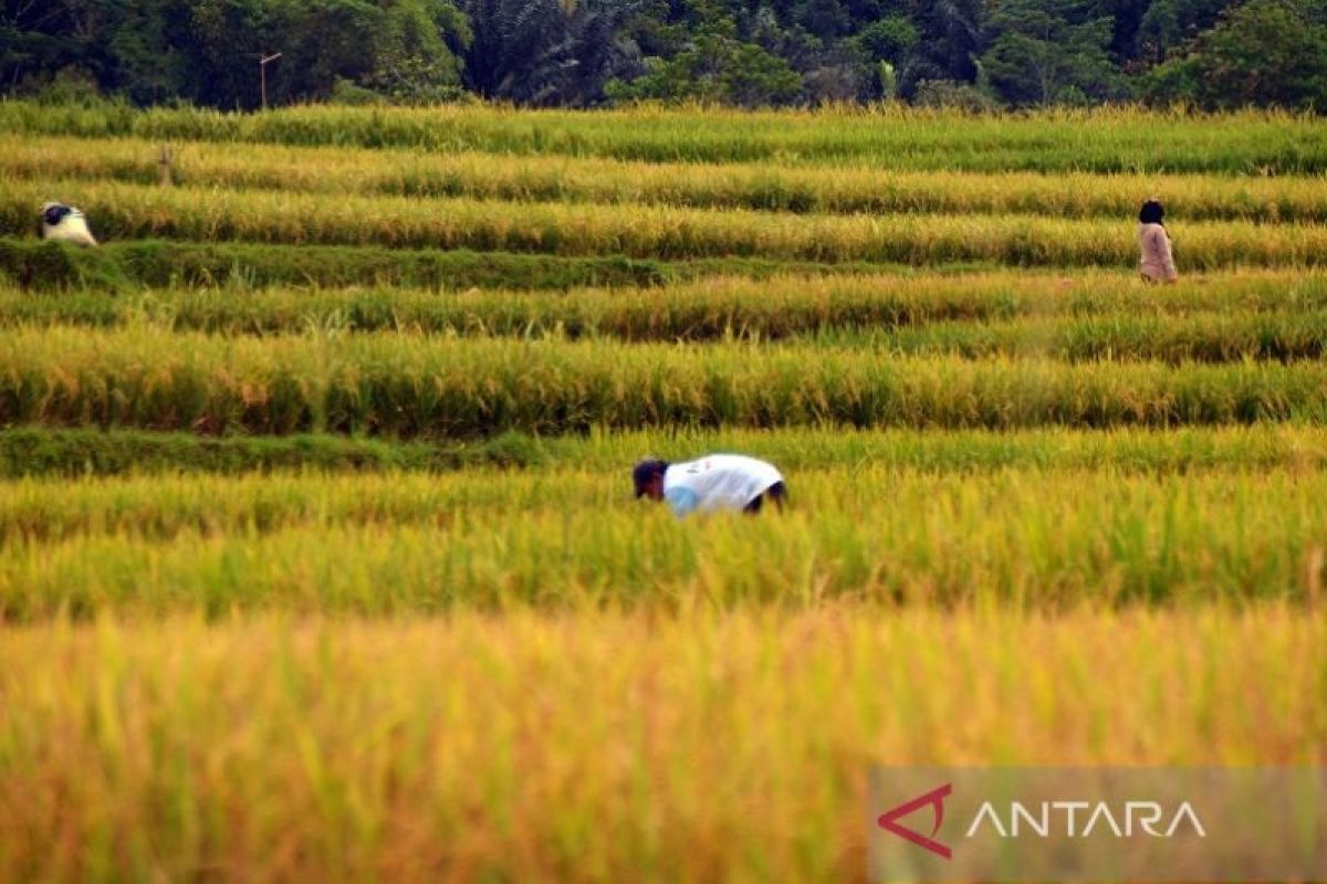 Mempertahankan areal persawahan Kabupaten Karawang sebagai lumbung pangan