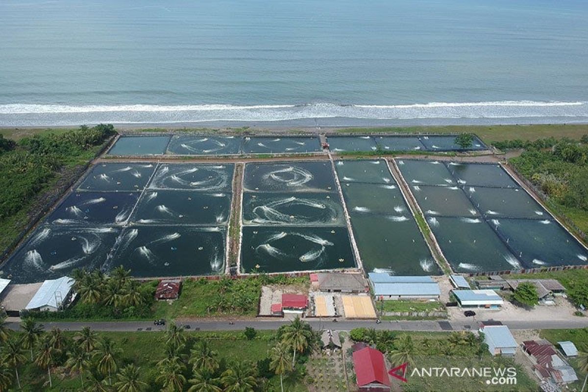 Padang Pariaman rancang Perbup atur area tambak udang di kawasan pesisir pantai