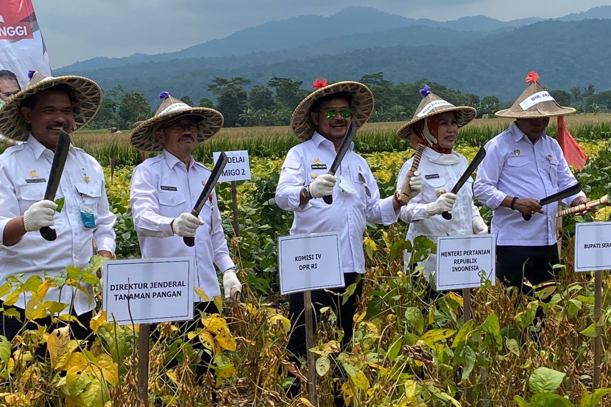 Untuk tekan impor, Indonesia budi daya kedelai lokal produktivitas tinggi