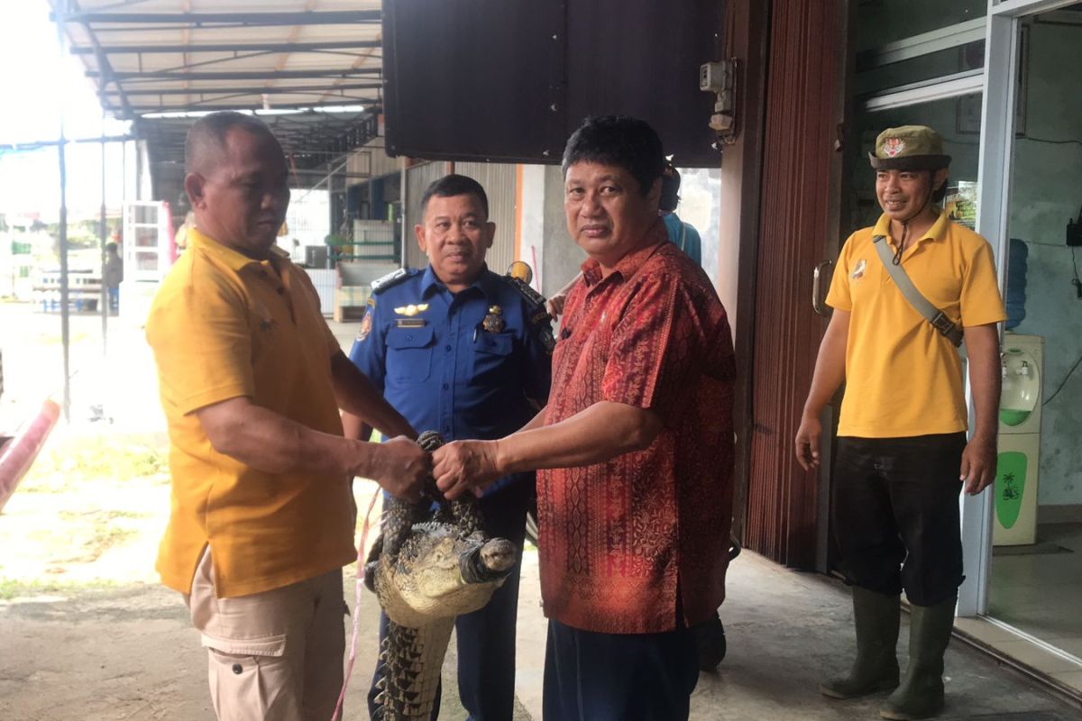 Buaya temuan Damkar diserahkan ke Taman Safari Lagoi Bintan