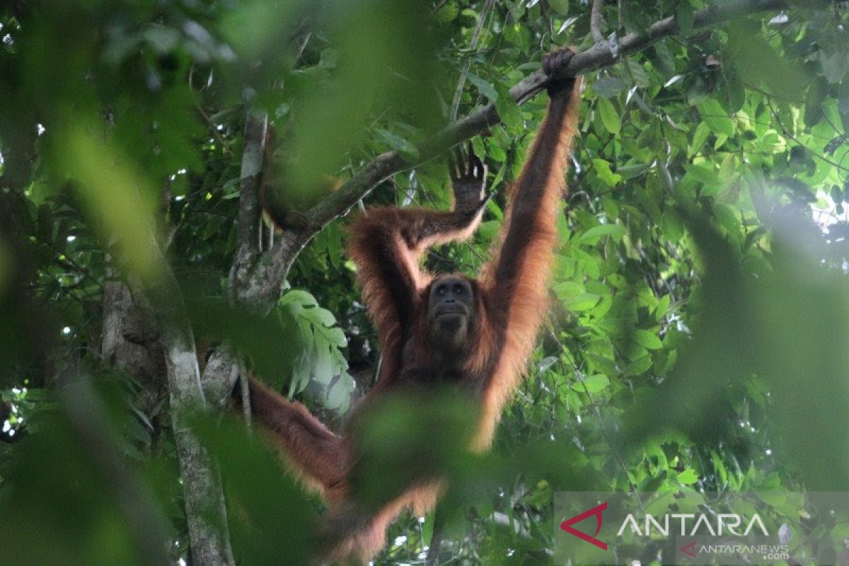 Menteri KLHK sebut Leuser di dunia miliki empat satwa hebat