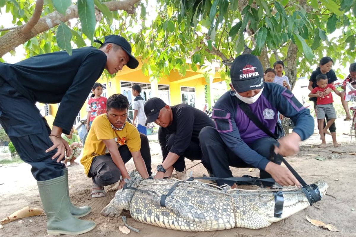 Warga evakuasi buaya muara di area tambak udang Desa Bandarnegeri