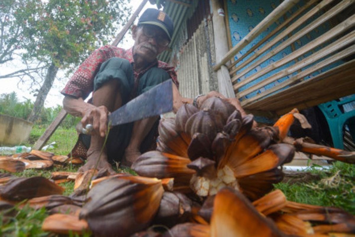 Minuman Olahan Buah Nipah