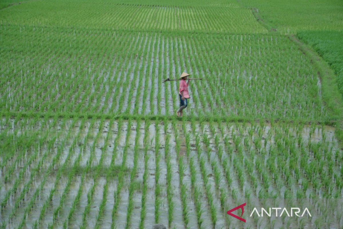 Mengunci luas sawah Bekasi, menjaga swasembada pangan