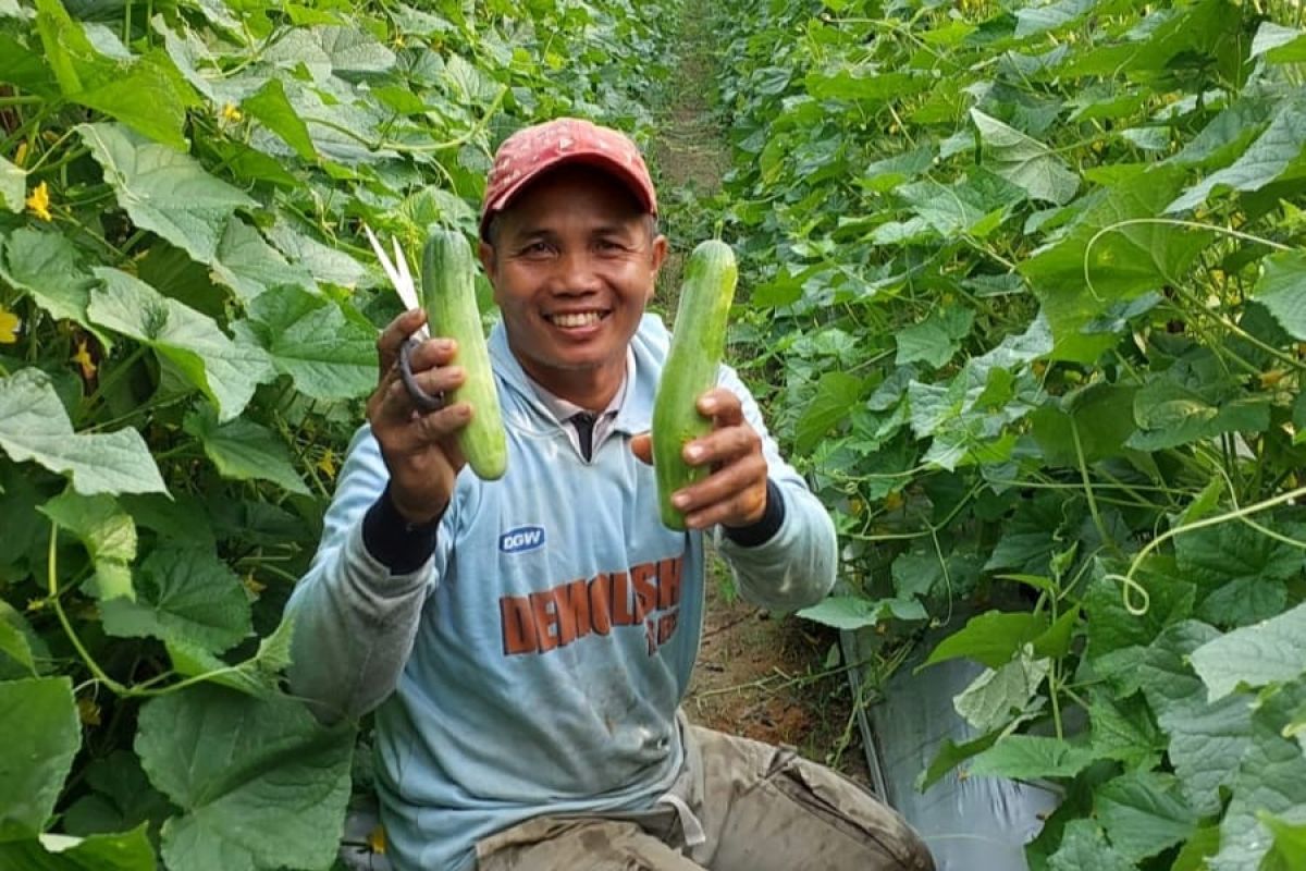 Pria ini mengaku bisnis hortikultura lebih untung bersama PT EDI