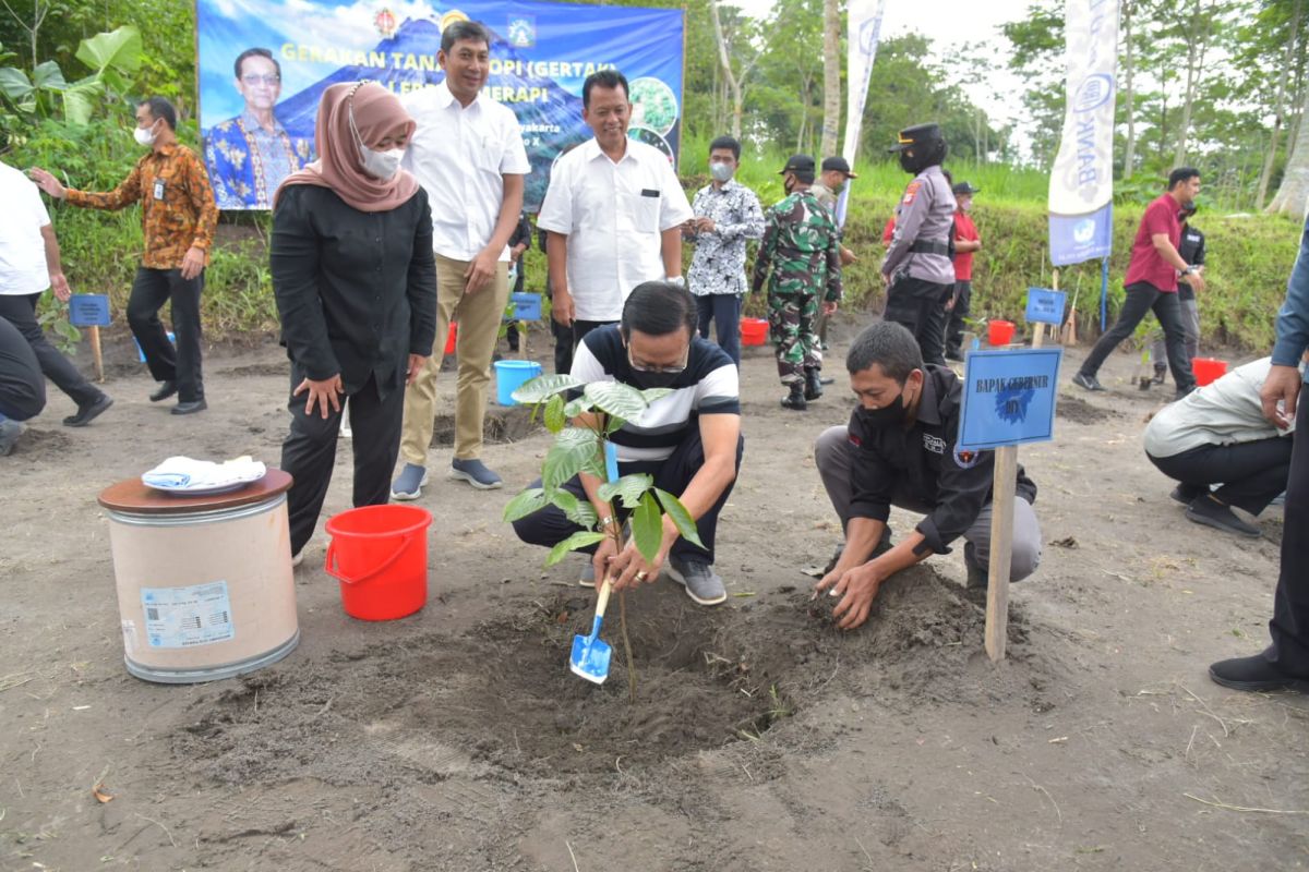 Gerakan Tanam Kopi di lereng Merapi Sleman