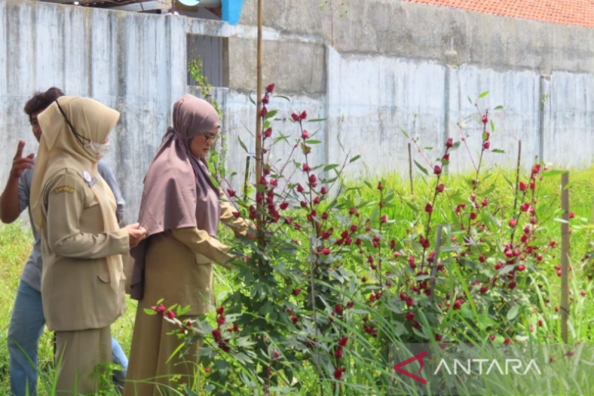 Pemkot Pekalongan optimalisasi kawasan rumah pangan lestari