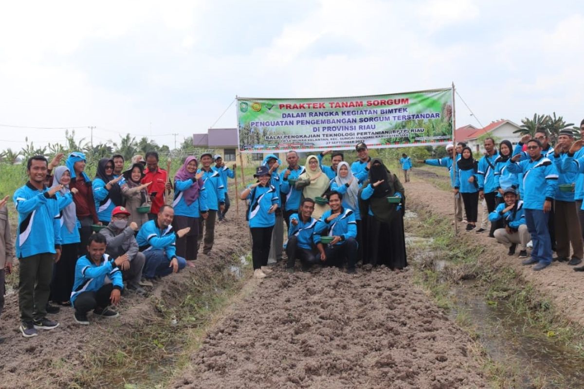 BPTP Riau kembangkan sorgum atasi krisis pangan dan bimbing 50 petani