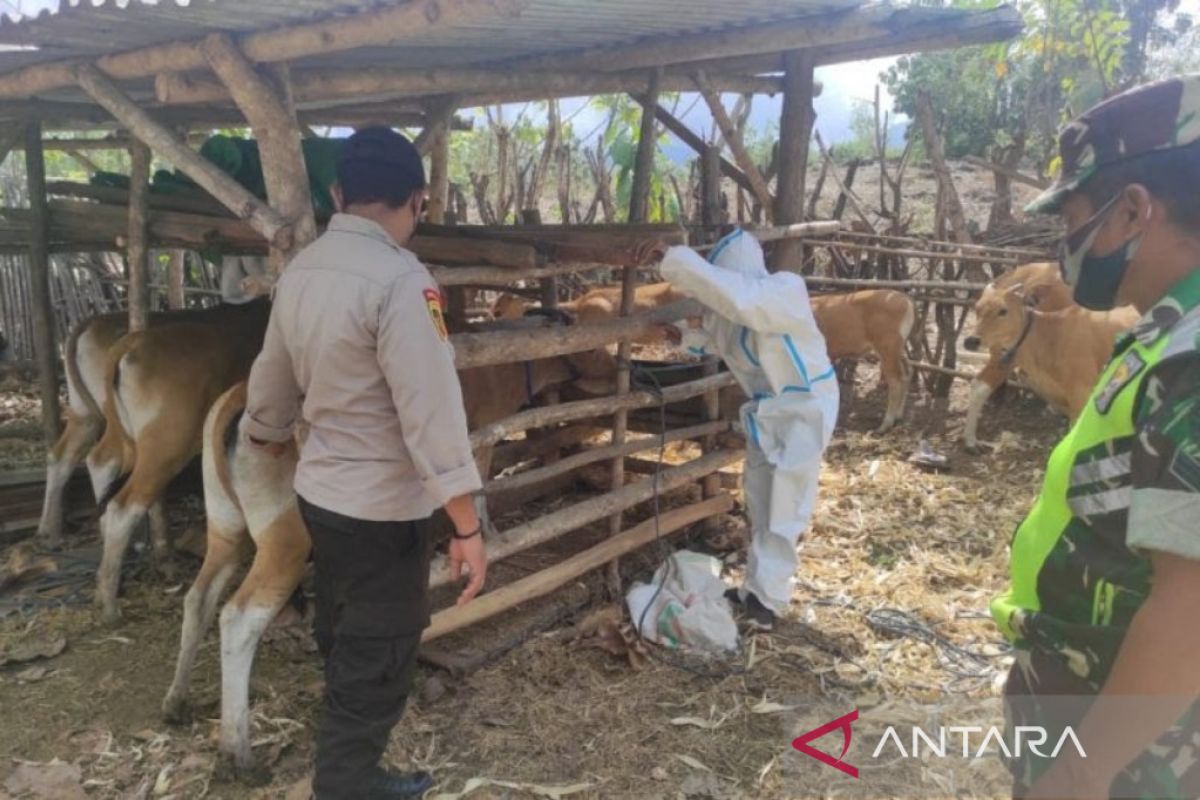 Kabupaten Lombok Tengah masih zero penyakit mulut dan kuku