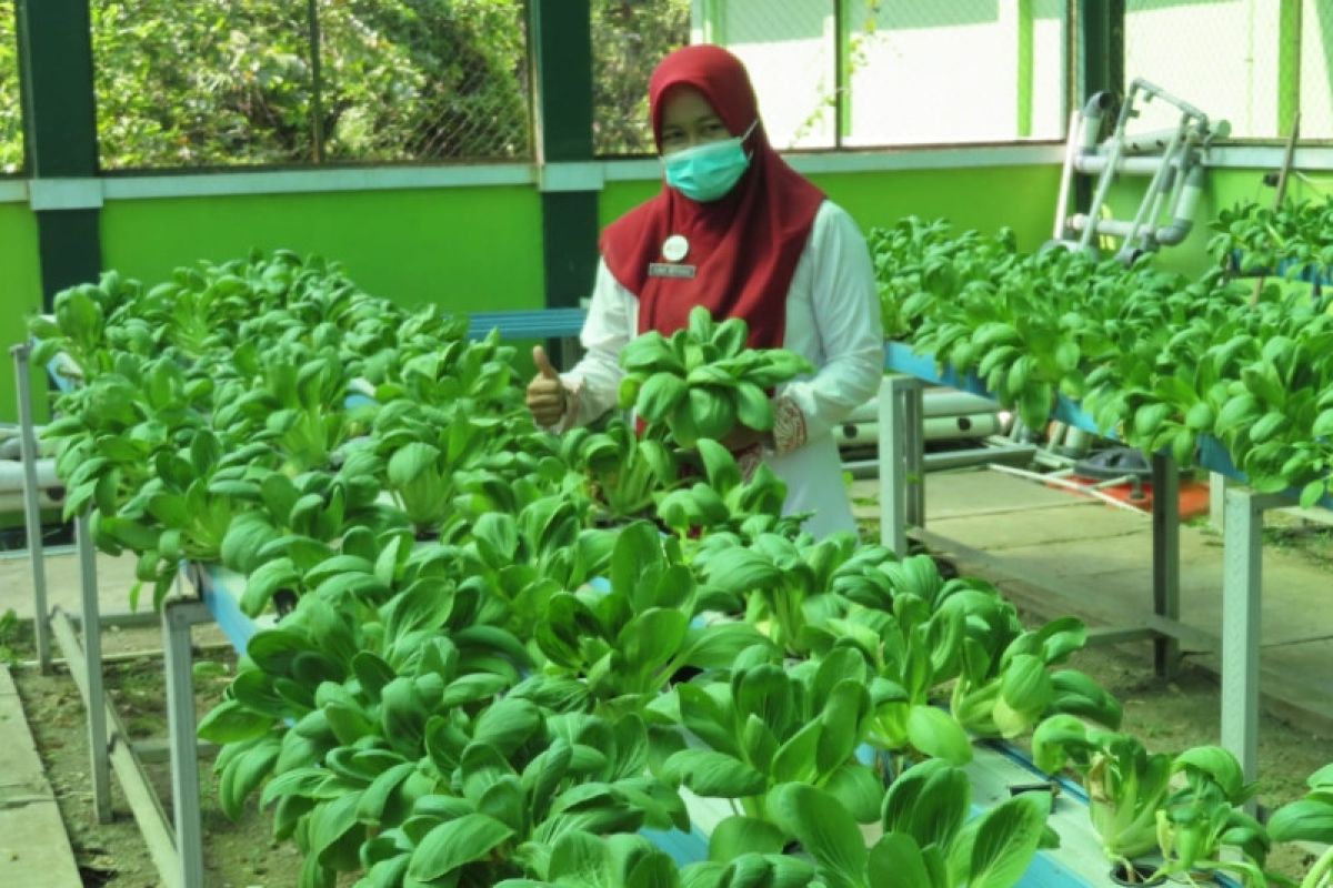 Distan Pekalongan ajak warga budi daya sistem hidroponik