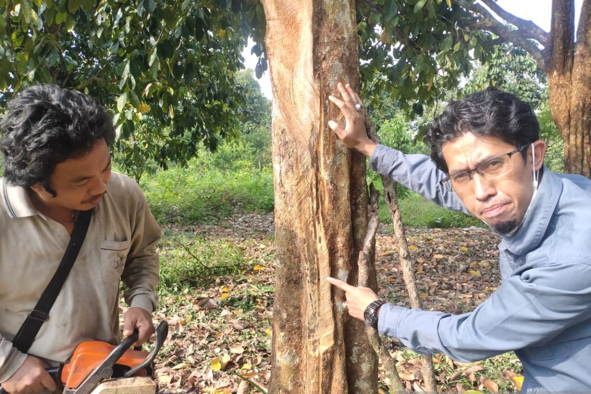 Ratusan batang pohon duku mati di OKU akibat karat daun