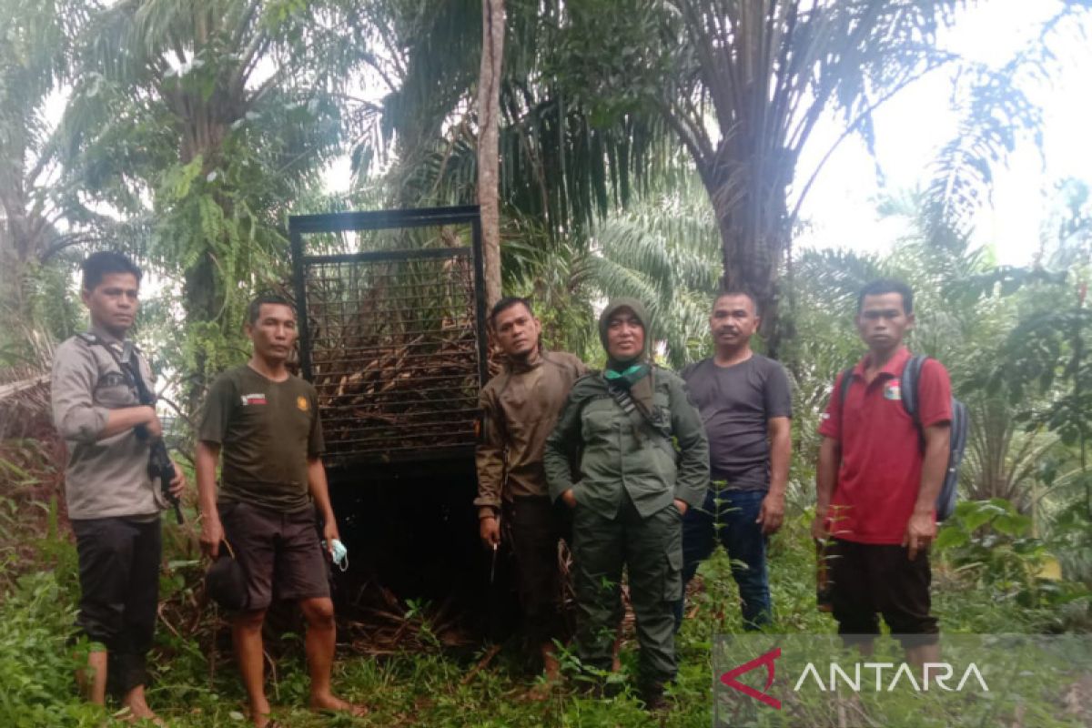 Polisi-BKSDA pasang perangkap harimau mangsa sapi milik warga Mukomuko